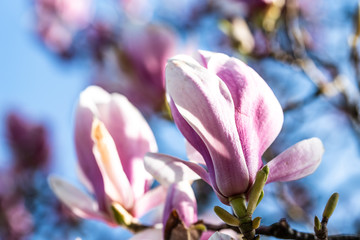 Fototapeta premium Rosa blühende Magnolien