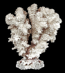 coral isolated on black background © Dmitry