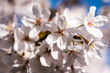 Weiße Blüten im Frühling