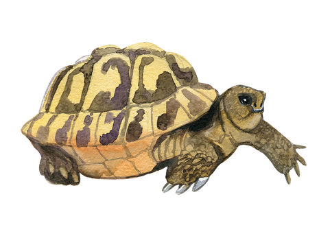 tortoise watercolor illustration. tortoise isolated on white. tortoise big