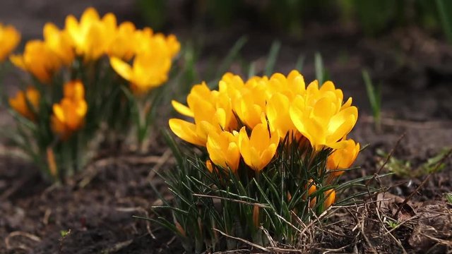 Yellow blooming crocuses. Low angle. Beautiful spring background with copy space. Spring sunny day in the forest. Close up, shallow depth of the field.