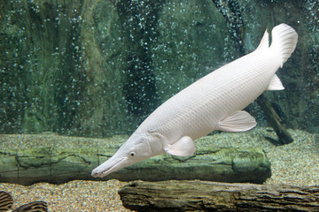 Alligator gar