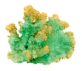 coral isolated on white background © Dmitry