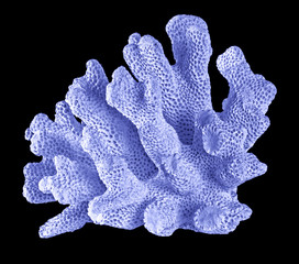 coral isolated on black background © Dmitry