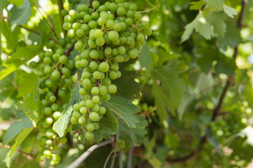 Vineyards, vine, green grapes ripen, close-up, concept