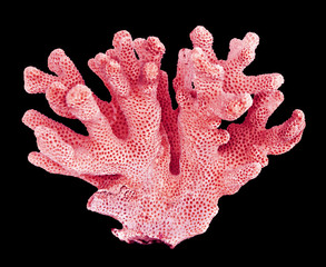coral isolated on black background
