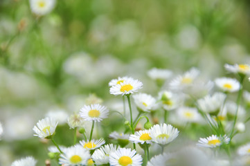 Obraz na płótnie Canvas daisy flowers in field