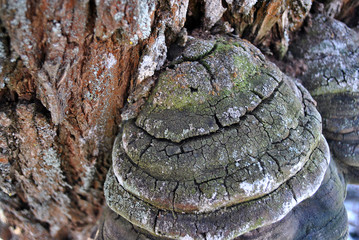 Fomes fomentarius (tinder fungus, false tinder fungus, hoof fungus, tinder conk, tinder polypore, ice man fungus) growing on willow trunk with rough bark background, top view
