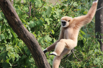 Gibbon