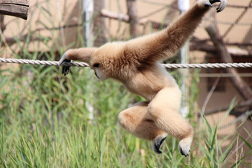 Gibbon