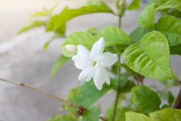 Fresh Jasminum flower with sunlight in the morning.