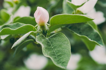 Quince close up bloom in spring