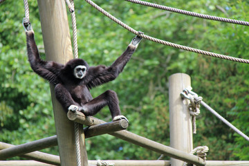 Gibbon