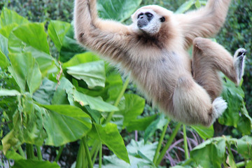 Gibbon
