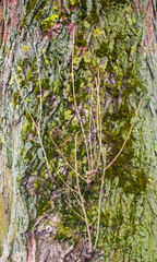 tree brown bark texture with green moss