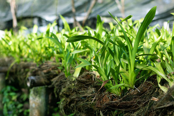 Fresh Orchids flower plants in orchid nursery