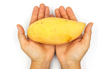hand holding ripe mangoes, yellow mango isolated on black background