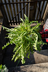 Löwenzahn Stock an der Sonne mit grünen Blättern in Hand gehalten auf Stein Treppe vor Staketenzaun mit holzigem Gartentor.