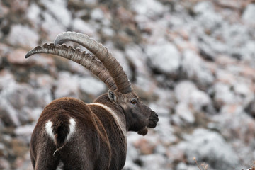 Caprocorn (Capra ibex)