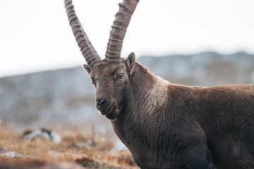 Caprocorn (Capra ibex)