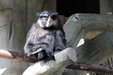 Gibbon