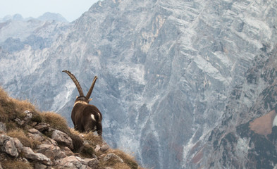 Caprocorn (Capra ibex)