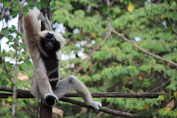 Gibbon