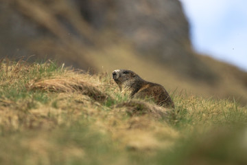 Naklejka na ściany i meble Alpine Marmot, (marmota marmota) | Alpen Murmeltier