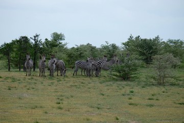 africa zebre