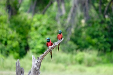 africa uccelli pigliamosche