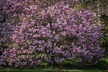 Magnolia en fleurs 