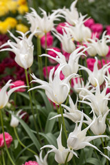 white botanical tulips flowers blooming in a garden