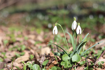 Snowdrops in the forest. Spring flowers. spring forest. Walking in the forest. Rest and flowers. Sunny day. Spring sunny morning.