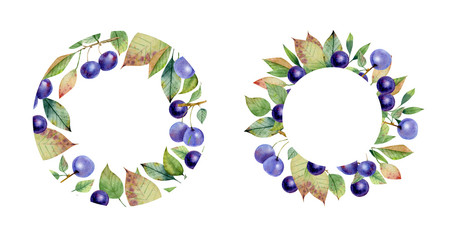 Wreath of  berries of sloe. Suitable for cards, invitations