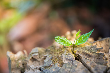 Young plant growing in a log wood.