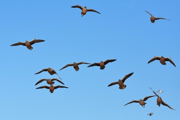 Flughühner (Pteroclidae) fliegen zur Wasseraufnahme zum Wasserloch in der Kalahari (Südafrika)