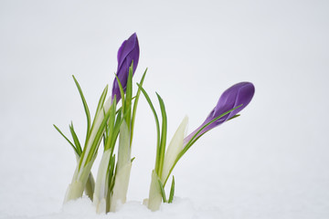 The bloom of the first spring flowers of purple crocuses In the snow..  Close-up. Selective soft focus.