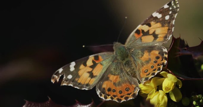 Painted Lady Butterfly rear top view details fuzzy hairy body feeding on flower nectar using proboscis