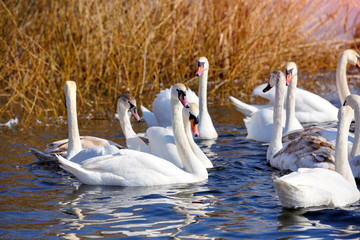 Beautiful swans (Cygnus olor) on blue lake in sunny day