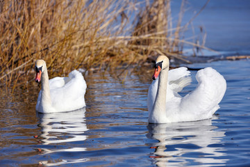 Obraz premium Romantic couple of swans (Cygnus olor) on blue lake in sunny day