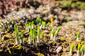 Spring is coming. The first yellow crocuses in my garden on a sunny day