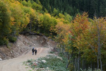 beautiful young girl walking in forest in running clothes standing on log .turkey