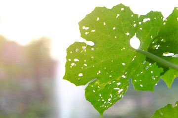 Fresh green leaf with hole marks from insects bite