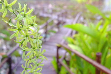 Young green fresh orchid vine hanging with blurry background of wooden walkway