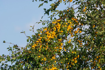 mirabelle plums