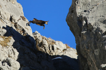 Chamois (Rupicapra Rupicapra), Gämse