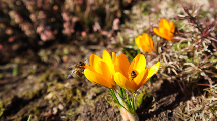 Beautiful yellow crocus flowers with bees in spring garden