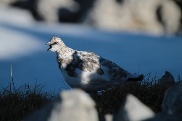 Rock ptarmigan, (Lagopus muta), Alpenschneehuhn