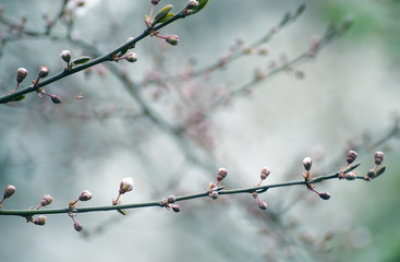 Pop-up buds of apricot tree flowers. Spring flowering of apricot tree.