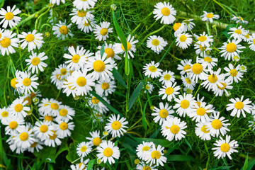 White chamomile flowers on a background of green grass, summer nature background